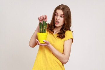 Young beautiful woman with wavy hair holding flower pot with prickly cactus and wants to touch it with finger, frowning face from ignorance and fear. Indoor studio shot isolated on gray background.