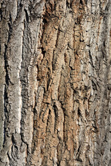 Candadian poplar