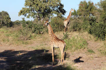Giraffe / Giraffe / Giraffa camelopardalis