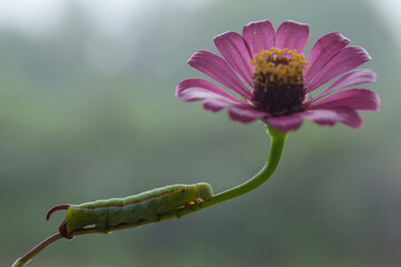 Unique Caterpillars on Nature Place