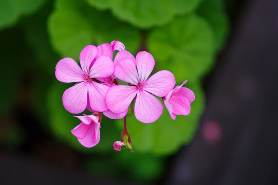 4 1 Best かわいらしい Images Stock Photos Vectors Adobe Stock