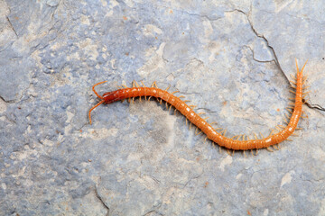 Centipedes crawling on rocks, North China