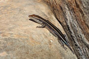 Afrikanischer Streifenskink oder Gestreifte Mabuye / African striped skink / Trachylepis striata uel Mabuya striata