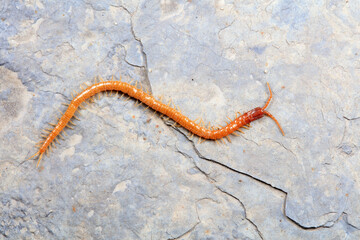 Centipedes crawling on rocks, North China