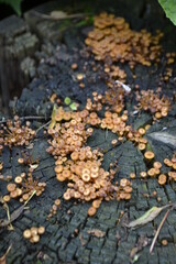 autumn leaves on the ground