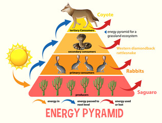 Science simplified ecological pyramid