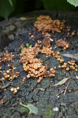 autumn leaves on the ground