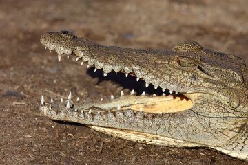 Obraz premium Nilkrokodil / Nile crocodile / Crocodylus niloticus