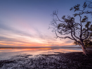 Beautiful Seaside Sunrise with Mangroves and Cloud Reflections