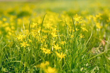 Morning summer meadow with grass and yellow flowers close-up - light morning fog and sunlight in a field with grass and flowers, macro, close-up