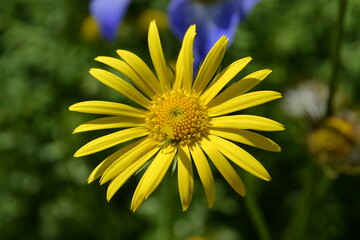 yellow flower in the garden
