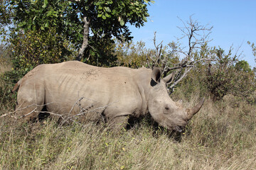 Fototapeta premium Breitmaulnashorn / Square-lipped rhinoceros / Ceratotherium Simum