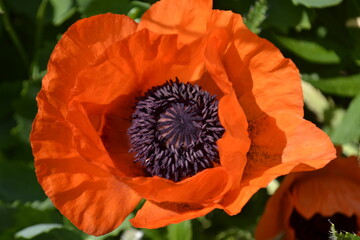 poppy flower in the garden