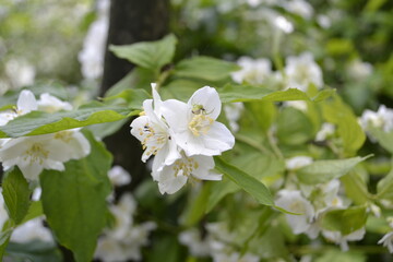 jasmine