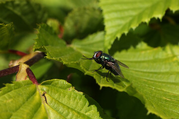 Green fly resting on green leaves of a bush