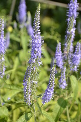 flowers in the garden