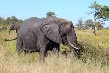 Obraz premium Afrikanischer Elefant / African elephant / Loxodonta africana...