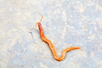 Centipedes crawling on rocks, North China