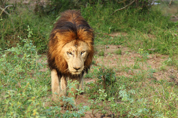 Afrikanischer Löwe / African lion / Panthera Leo.
