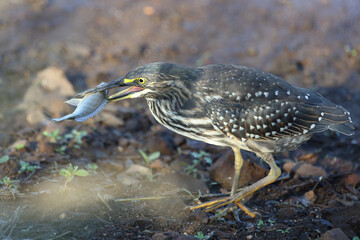 Mangrovenreiher / Green-backed heron / Butorides striatus