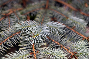 Naklejka na ściany i meble Coniferous pine tree branches texture. against the sky.