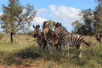 Obraz premium Steppenzebra / Burchell's zebra / Equus burchellii