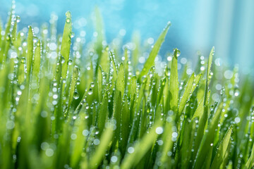 Fototapeta na wymiar Wet spring green grass backround with dew lawn natural.