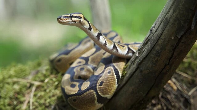 Royal Python or Python regius on wooden snag. Close up