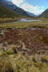 mossy tarn at Arthur's Pass