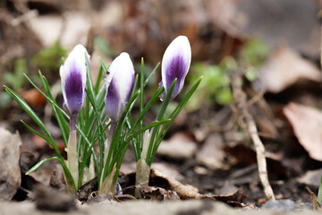 horizontal shot close up spring violet-white crocus flowers in the spring garden