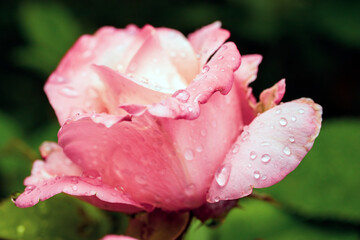 pink rose, close-up. there are raindrops