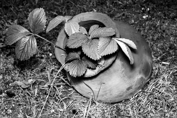 black and white flower