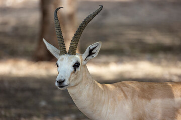 Close up of Sand Gazelle in wildlife conservation park, Abu Dhabi, United Arab Emirates