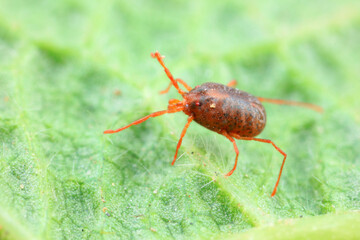 A tick mite in green leaves, North China