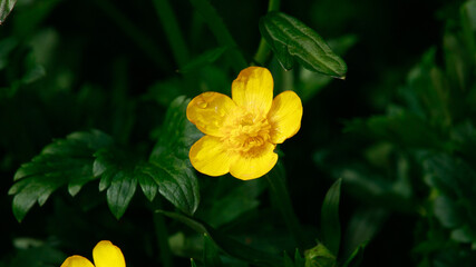 Yellow flowers blooming in Garded