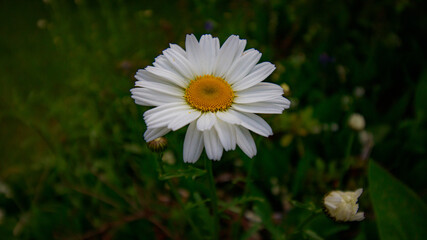 Daisy blooming in garden