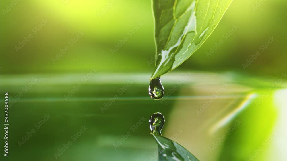 Poster slow motion shot of drop of water falls from green leaf during rain. beautiful bokeh of green foliag