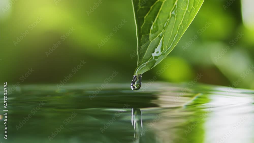 Poster light summer rain. drops of water slowly fall and splash from green leaf down to the surface of the 