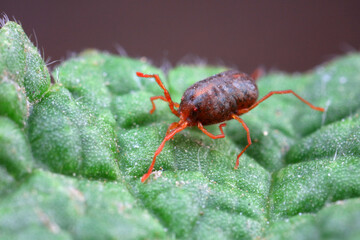 A tick mite in green leaves, North China