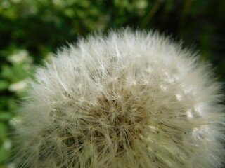 dandelion head with seeds 
