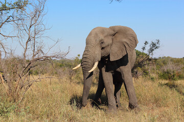 Fototapeta premium Afrikanischer Elefant / African elephant / Loxodonta africana