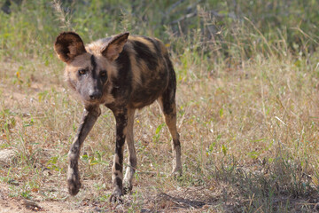 Afrikanischer Wildhund / African wild dog / Lycaon pictus.