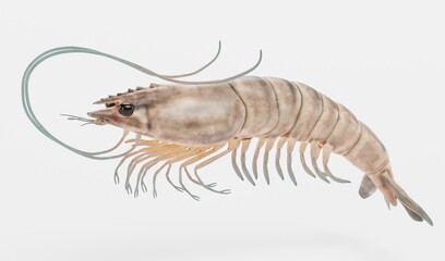 Realistic 3D Render of Prawn