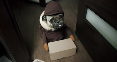 Funny pug dog dressed delivery costume. Funny concept courier delivered parcel, box. Funny pet, dog delivery concept. Doorway. Funny shy delivery man