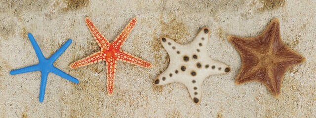 Realistic 3D Render of Starfish Collection
