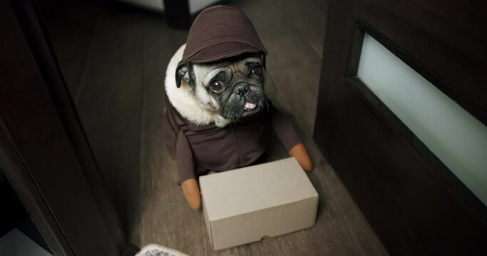 Funny pug dog dressed delivery costume. Funny concept courier delivered parcel, box. Funny pet, dog delivery concept. Doorway. Funny shy delivery man