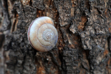 A snail is on the bark