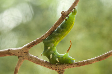 Unique Caterpillars on Nature Place