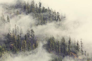 Fog in the forest