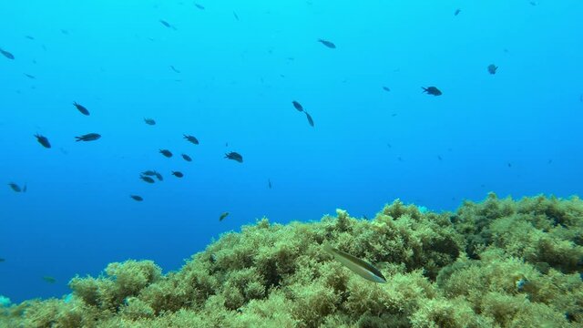 Little reef fish -coris julis- close to the camera